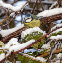 Bird perching on snow covered tree