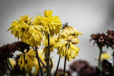 Close-up of yellow flowering plant against sky