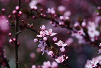 Close-up of pink cherry blossoms