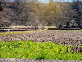 Trees growing in field