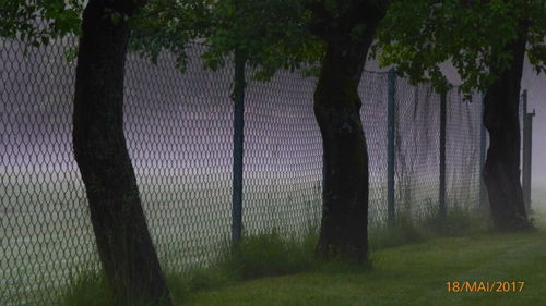 Trees in park