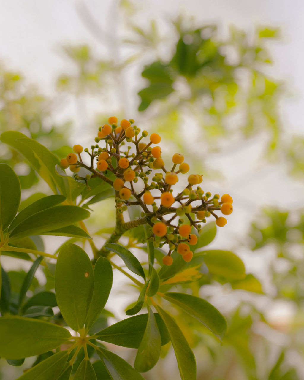 CLOSE-UP OF YELLOW FLOWERING PLANT AGAINST BLURRED BACKGROUND