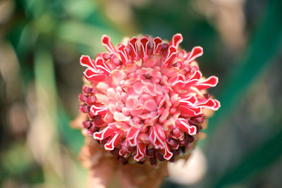 Close-up of pink flower