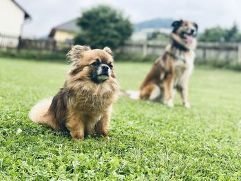 Portrait of dog on field