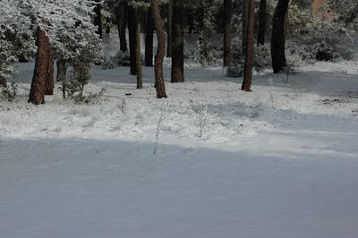 Trees on snow covered field