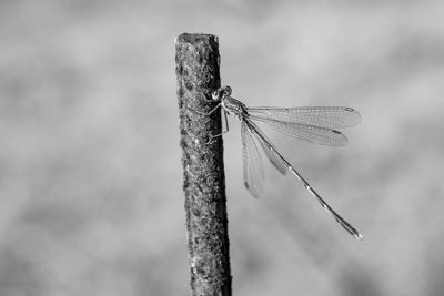 Close-up of dragonfly on wooden post