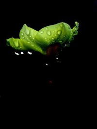 Close-up of plant over black background