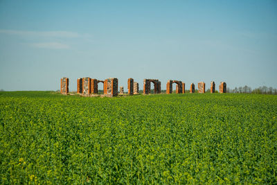 Plants growing on field against sky