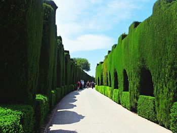 Road passing through trees