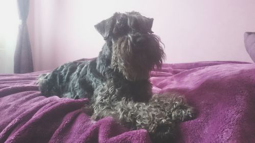 Close-up of dog relaxing on bed at home