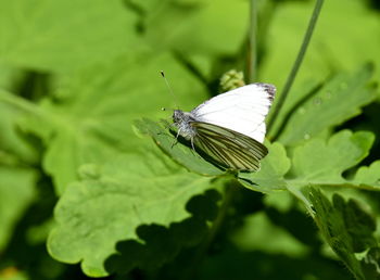 Close-up of butterfly on leaf