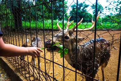 View of cat eating from fence in zoo