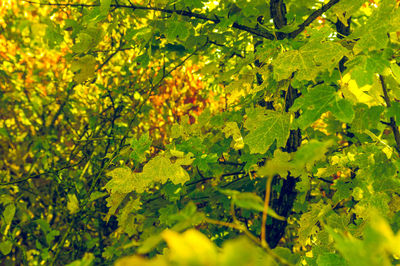 Close-up of yellow leaves on tree