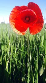 Close-up of red flower blooming in field