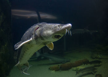 Close-up of fish in aquarium