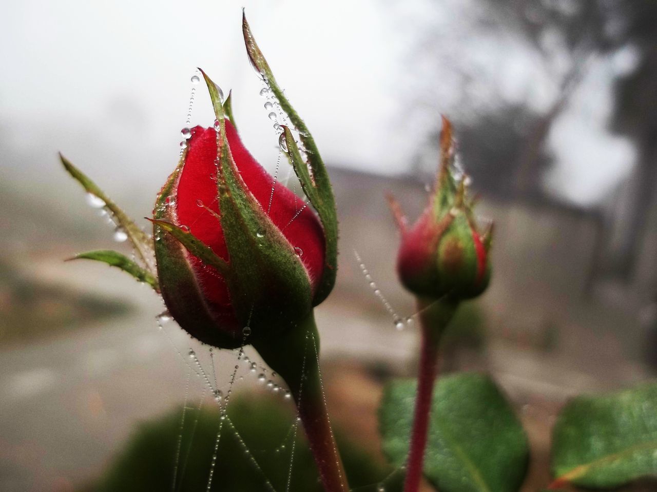 close-up, flower, growth, focus on foreground, freshness, plant, fragility, bud, stem, nature, beauty in nature, red, drop, beginnings, wet, water, new life, selective focus, petal, day