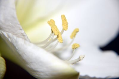 Close-up of flower against blurred background