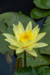 Close-up of water lily in lake