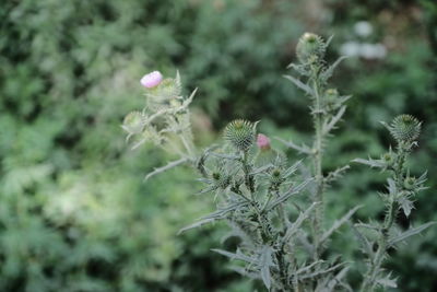 Close-up of flowering plant