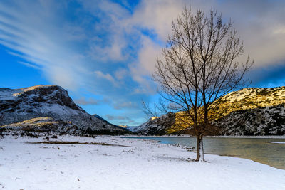 Bare trees on snow covered landscape against blue sky