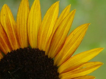 Close-up of yellow flower