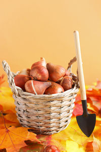 Tulip bulbs in a wicker basket on an orange background with colorful leaves and garden tools. 