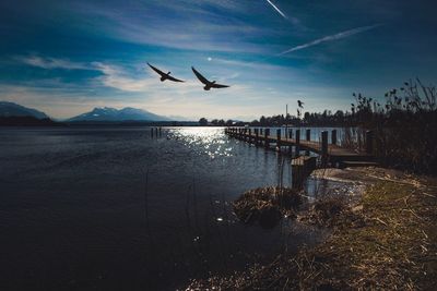 Seagulls flying over lake against sky