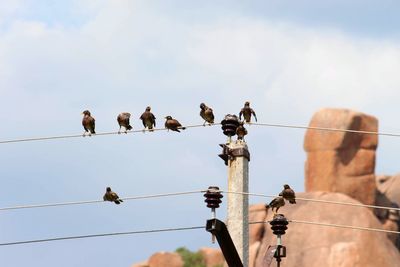 Low angle view of birds perching on cable against sky