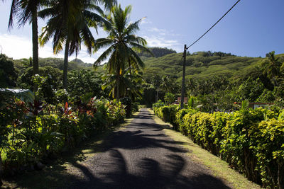 Road amidst trees and plants against sky