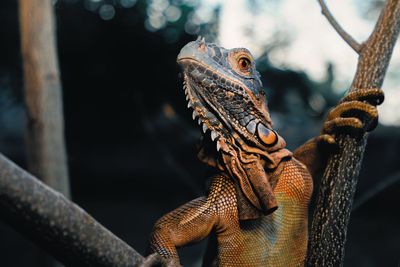 Close-up of iguana