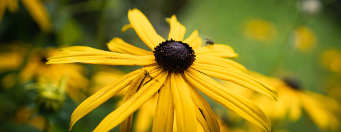 Close-up of yellow daisy flower