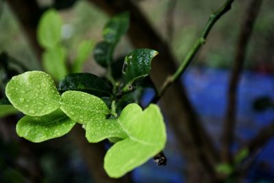 Close-up of wet plant leaves