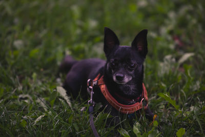 pet