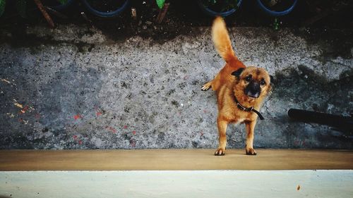 Portrait of dog standing outdoors