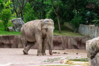 View of elephant in zoo