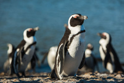 Penguins perching at beach