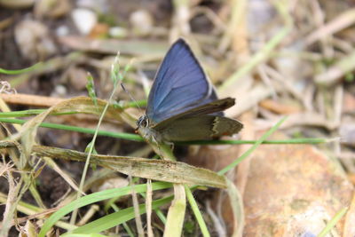 Close-up of butterfly on leaf
