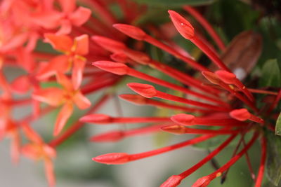 Close-up of red flowers