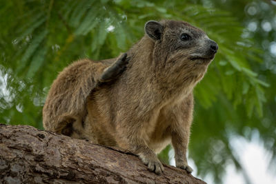 Low angle view of hyrax on tree