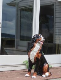 Dog looking through window