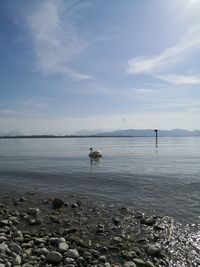 Scenic view of sea against sky with swan