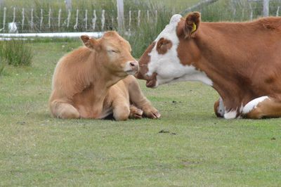 Cows on field