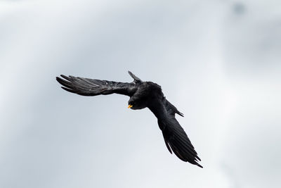 Close-up of bird flying against clear sky