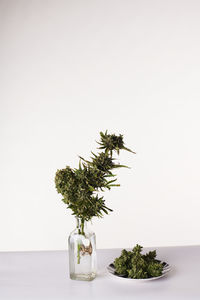 Close-up of potted plant against white background