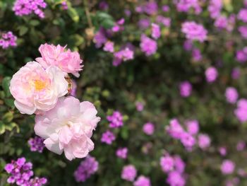 Close-up of pink roses blooming outdoors
