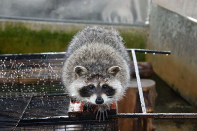 Close-up of raccoon