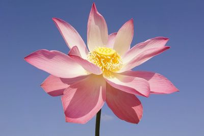 Close-up of pink water lily against clear sky
