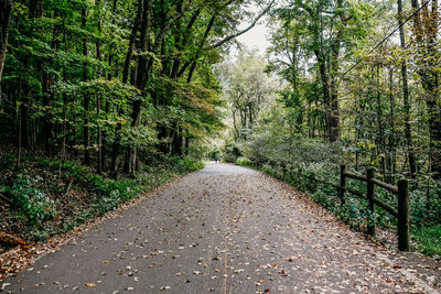 Road amidst trees in forest