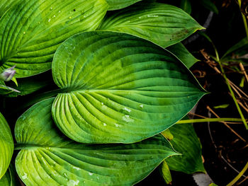 Hosta leaves 