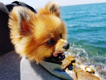 Close-up of dog by sea on sunny day